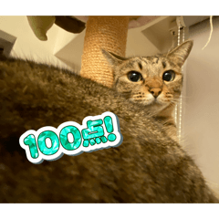 Anruru_20260125140319