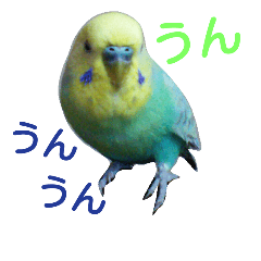 かわいいセキセイインコのピーコ2