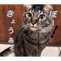 Chisaki_20260125104515