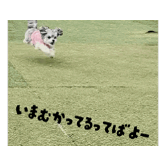 sakura_20260125192354