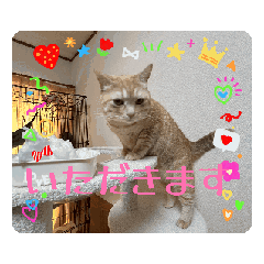 everythingcyacyamaru_20260126001113