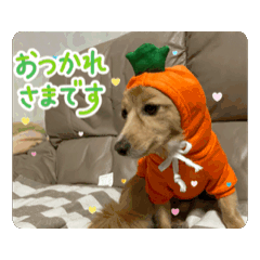 Tomoka_20260126083443