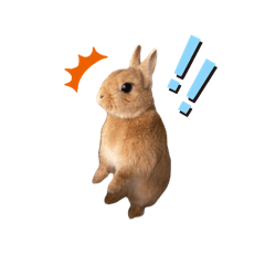 koharu_20260125143019