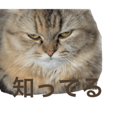 Toukibinn_20260125164057