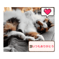 creater kaji_20260123144724