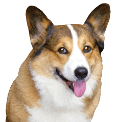 Super Great Corgi