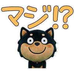 Plush Black Shiba Inu  9th