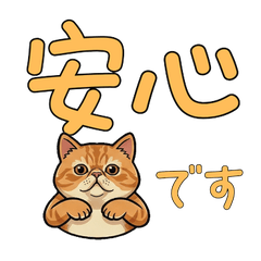 Polite Exotic Shorthair  17th