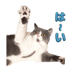 nonchan_20260123155051