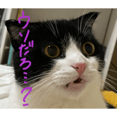 日常で使える猫のうるとたとえスタンプ