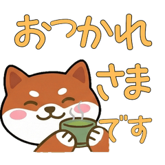 Round Face AmStaff  21st