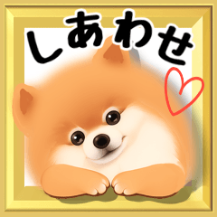 【ポメラニアン】動く!幸せなポメの日常