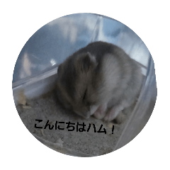 YOKOHACITYkousiki_20260125161101