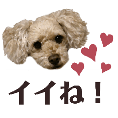 melon_20260125161748