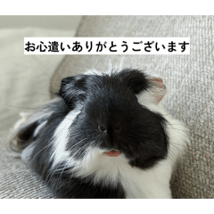 yuitan_20260125212519