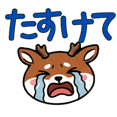 丸顔アカシカ21