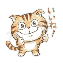 Tiger Cat's daily life.