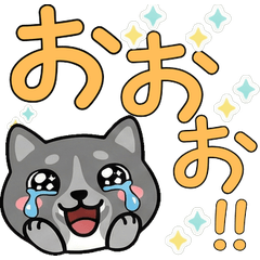 อิตาเลียนเกรย์ฮาวด์ ดุ๊กดิ๊ก 22nd