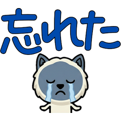 แมวบลูพอยท์ ขยับได้  4th