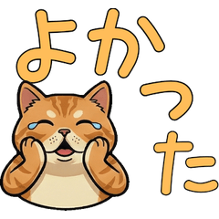 เอ็กโซติก ชอร์ตแฮร์ ดุ๊กดิ๊ก  16th