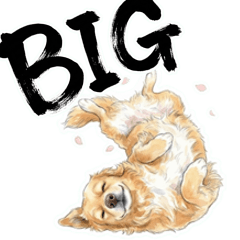 Every day with a BIG Golden Retrievers!