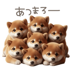 超癒し✨️シュールな柴犬♡