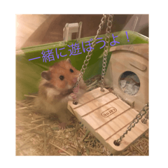 Kurumint's  yurukawa hamster days
