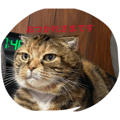 norinori_20260125145953