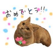 lemon cute cat