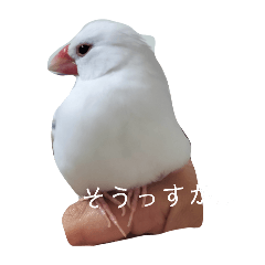 shiba-bun_20260125192658