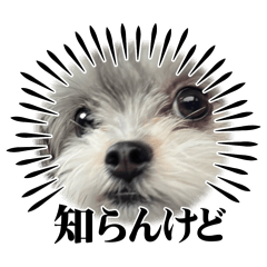 sakura_20260125220454