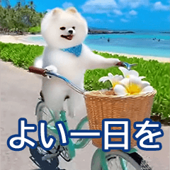 POPUP Pomeranian 2026