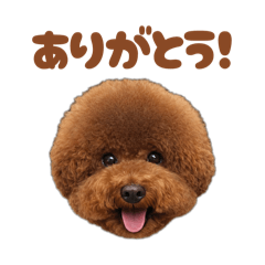 茶々丸の毎日使える日常・敬語スタンプ