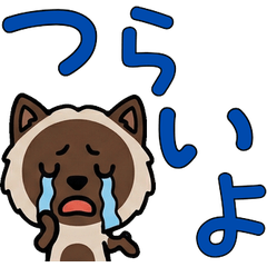 แมวช็อกโกแลตพอยท์ ขยับได้  4th