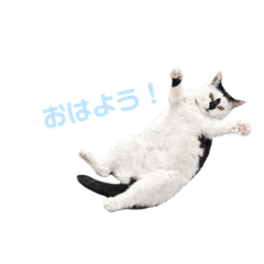 nekochu_20260124204120