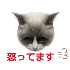 chichichi_20260125205626