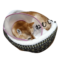 shiba-bun_20260125205124