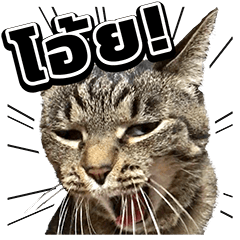 แมวสีหน้าหลากหลาย★(ภาษาไทย)