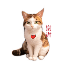 可愛貓貓圖