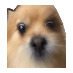 やや大きめポメラニアンきなこちゃん 2