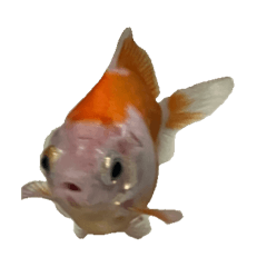 very kawaii ひしがた