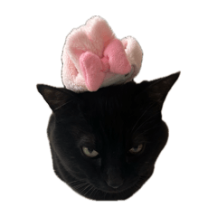 kokona_20260126094002