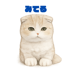 chaa cat_20260125165003