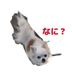 misora_20260125200829