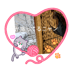 everythingcyacyamaru_20260125234503