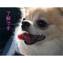 The stamp second of Chihuahua wasabi