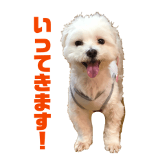 kukio_20260125064208