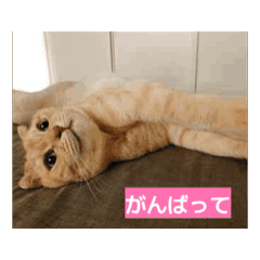 K_20260126102703
