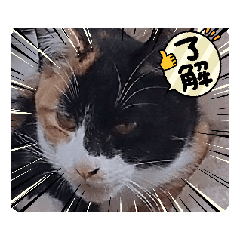 manachi_20260126132504