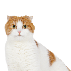 まる助ちゃんの可愛いスタンプです！